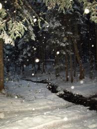 SnowyWoods