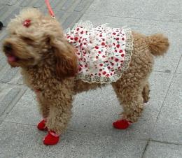 Doggie socks