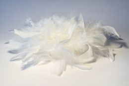 The feathers