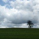 solitary tree photoshop contest