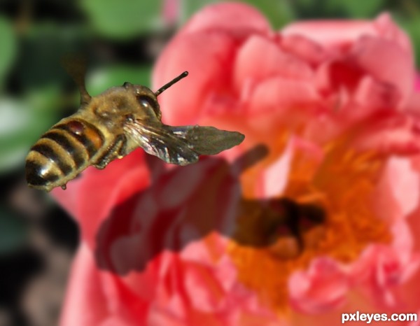 Creation of 3d Bee: Final Result