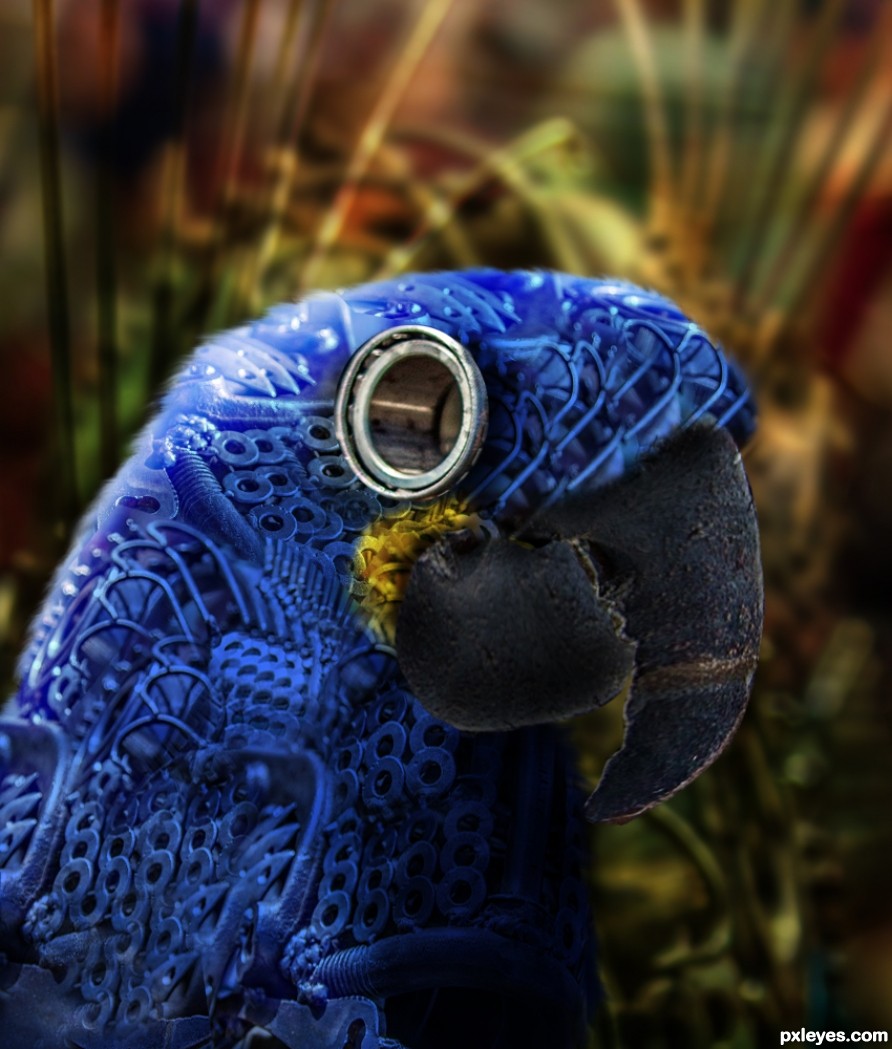 Creation of Blue Macaw: Final Result