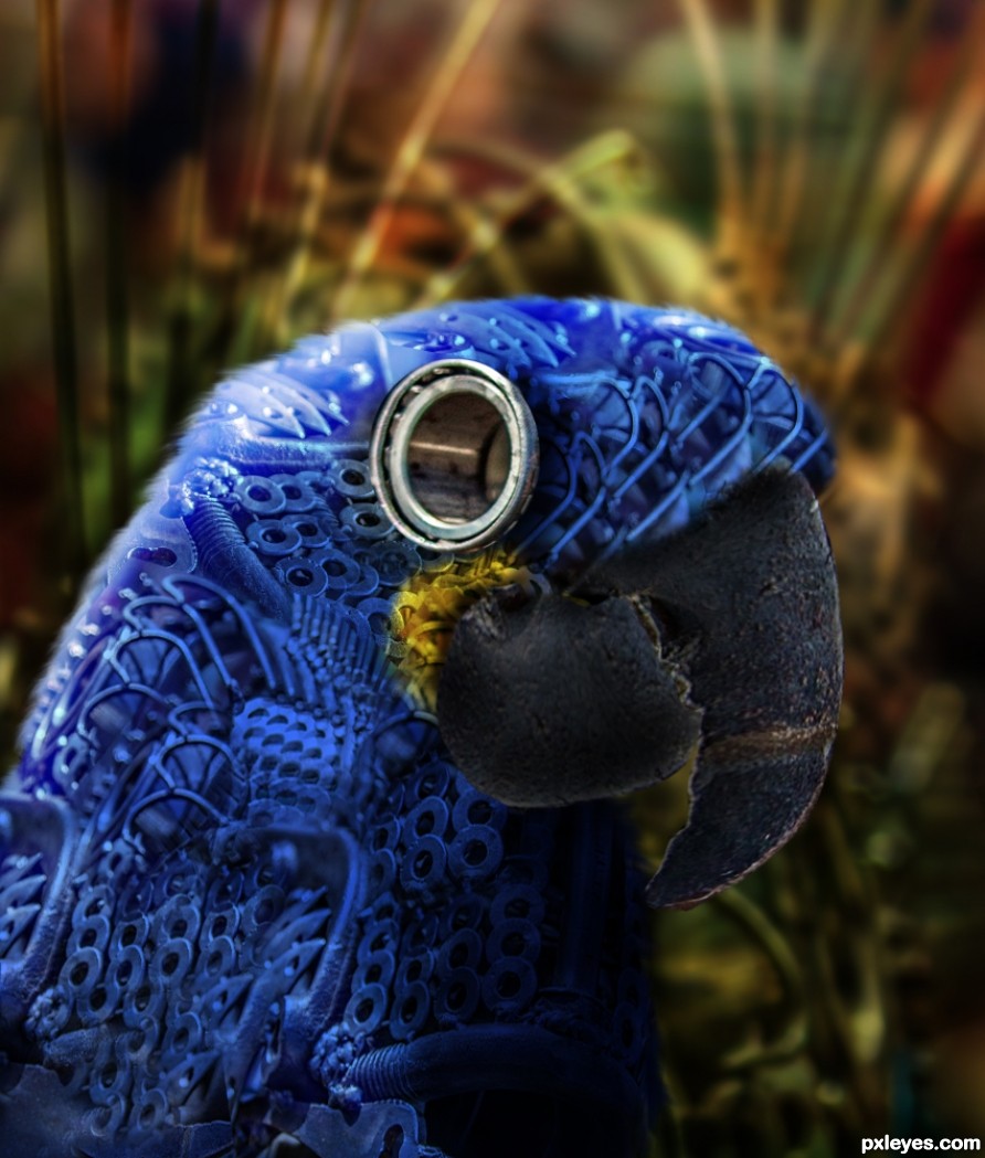 Blue Macaw