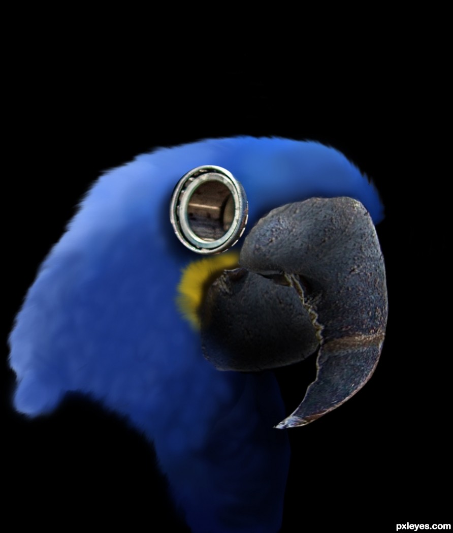 Creation of Blue Macaw: Step 4