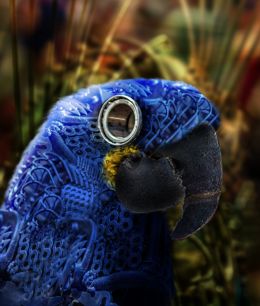 Blue Macaw