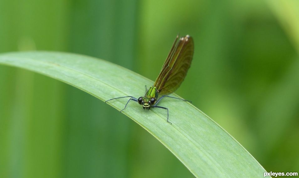 Dragonfly is watching you