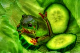 Frog Salad