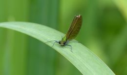 Dragonfly is watching you Picture