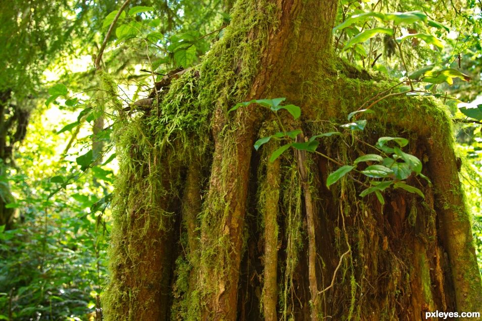 Old Tree Trunk, New Growth