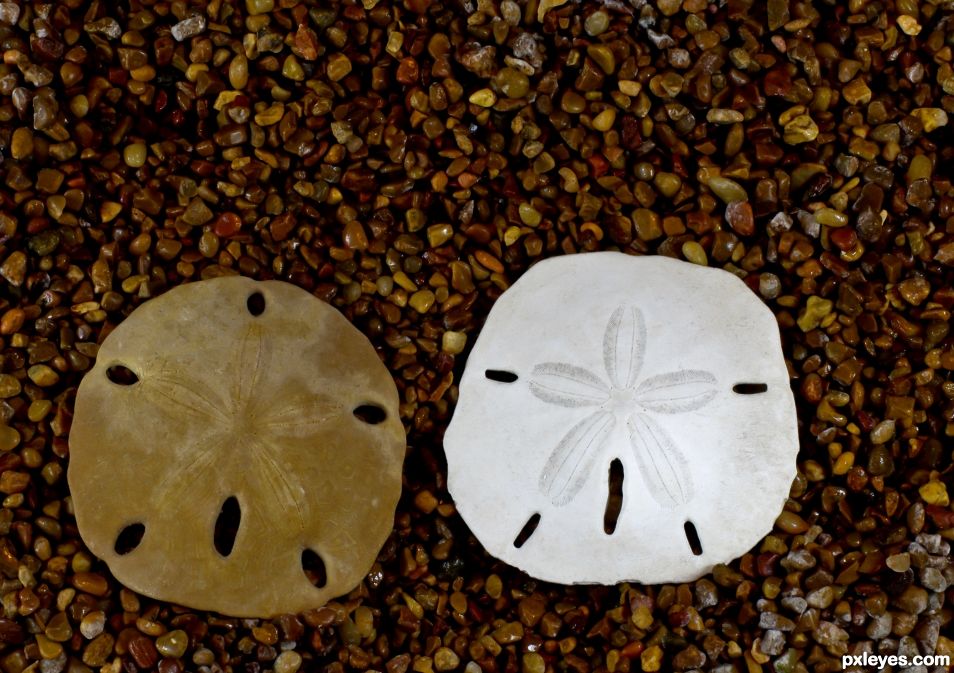 Sand Dollars