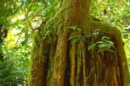 Old Tree Trunk, New Growth