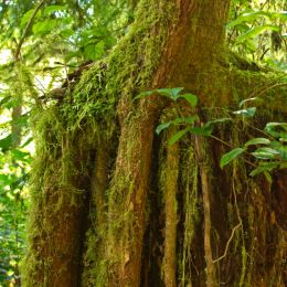 OldTreeTrunkNewGrowth