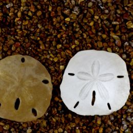 SandDollars