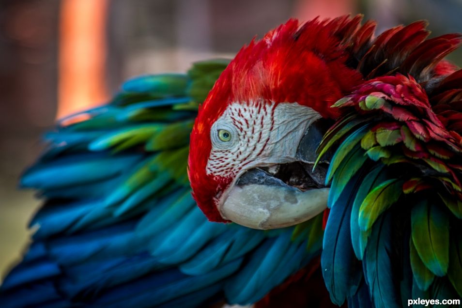 Red Headed Parrot