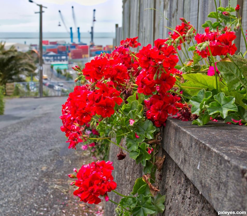 red flowers