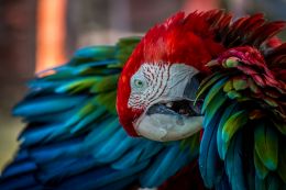 Red Headed Parrot