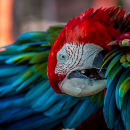 RedHeadedParrot