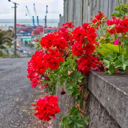 redflowers