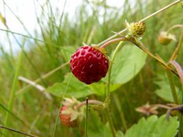 Wild Strawberry