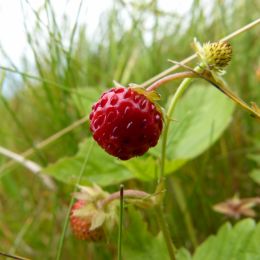 WildStrawberry