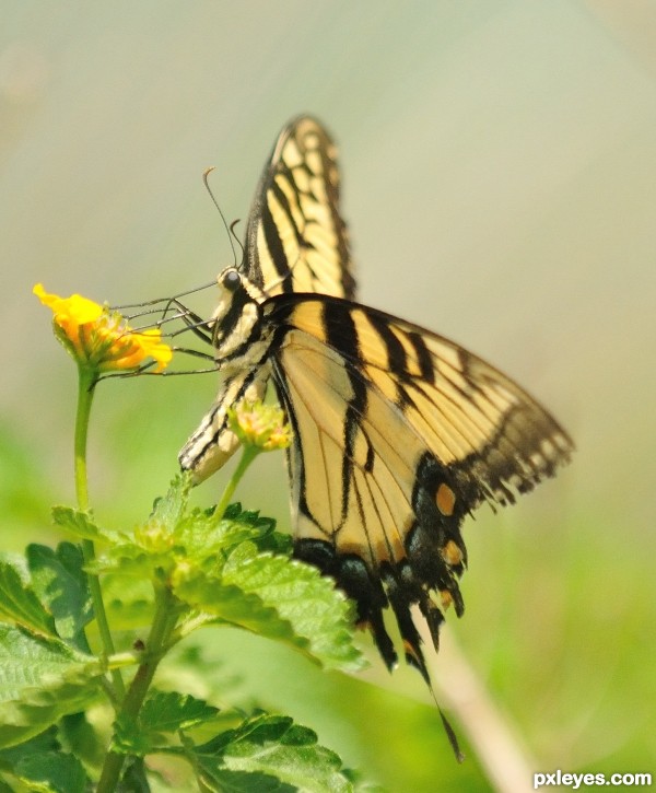 Love is like a Butterfly photoshop picture)