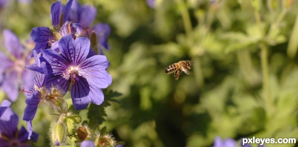 The Bee Song (Kenneth Blain)