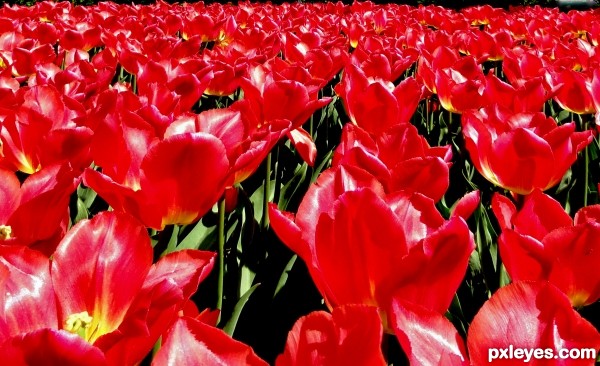 Tulips from Amsterdam