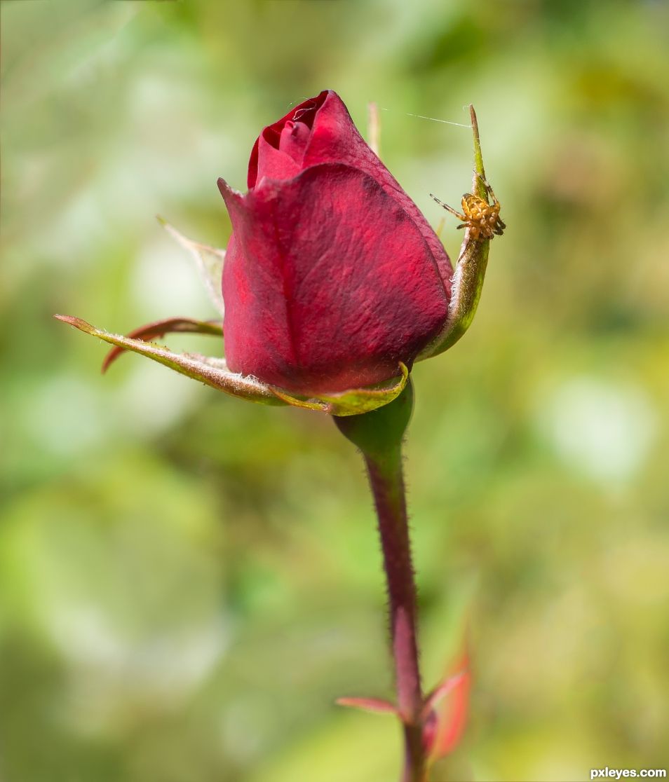 Spider in the roses - Sonia Leigh 