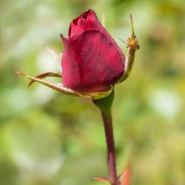 Spider in the roses - Sonia Leigh  Picture