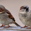 sparrows photoshop contest