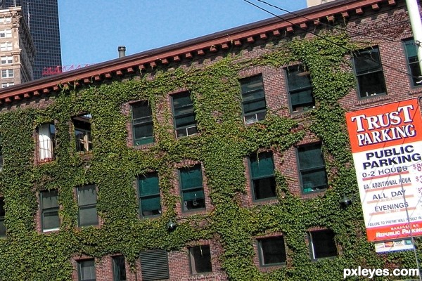 Parking Below the Ivy