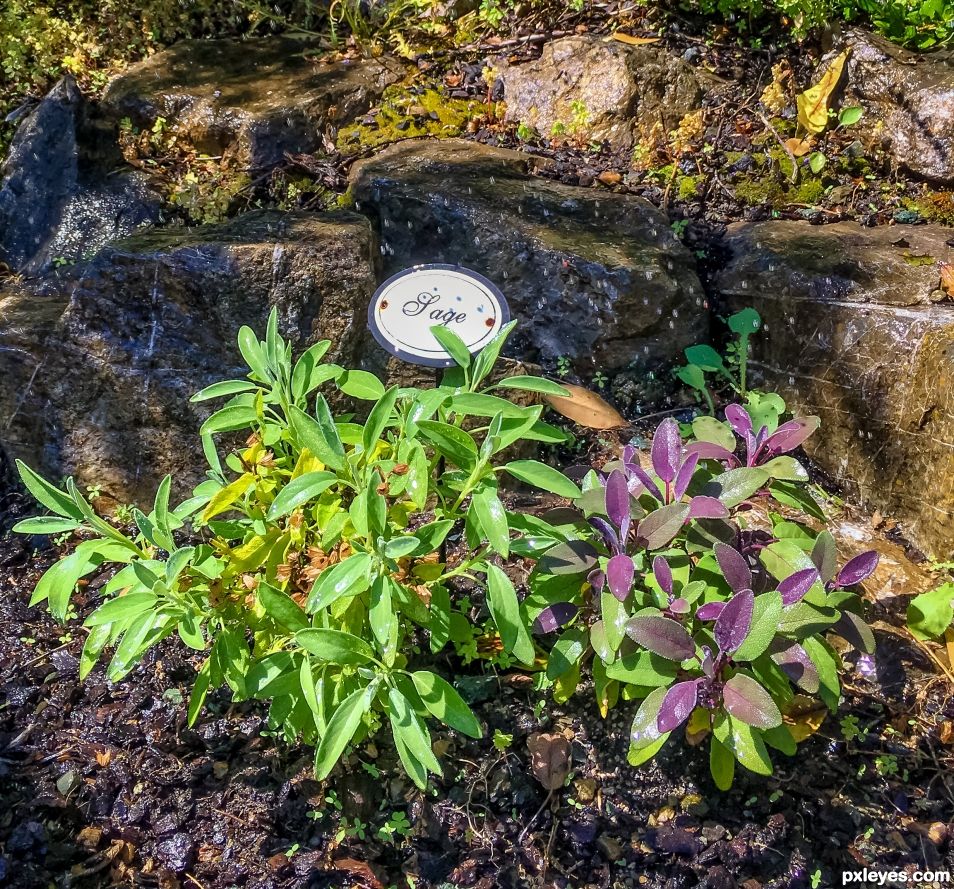 Herb garden