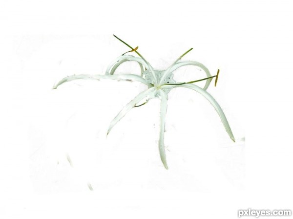 Creation of spider: Step 1