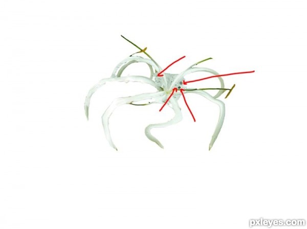 Creation of spider: Step 2