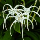 spider lily source image