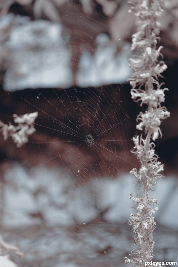 Spider Web