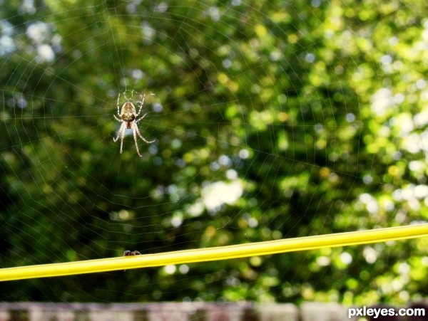 The Garden Web and Spiders