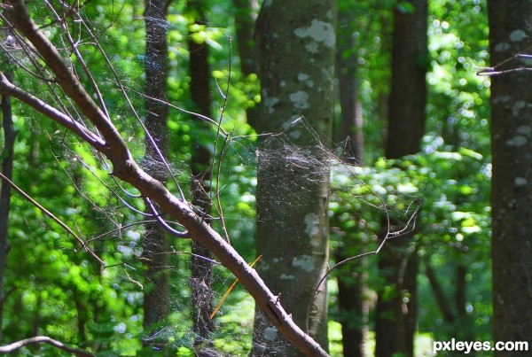 Weaving the Woods