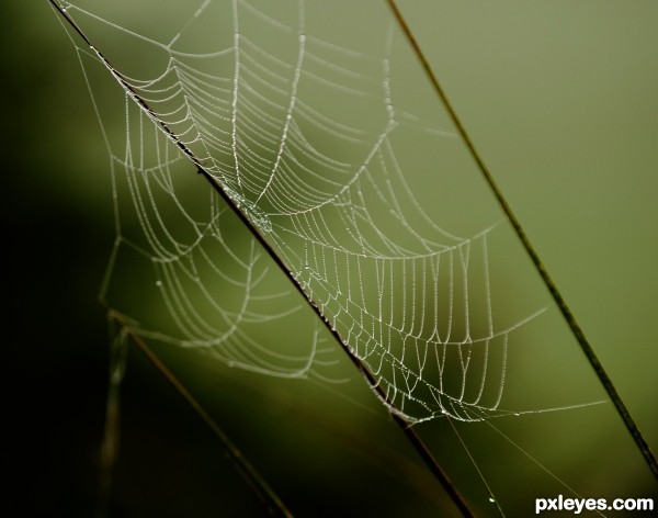 morning dew web