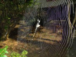 Where is Mrs. spider ?