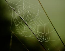 morningdewweb