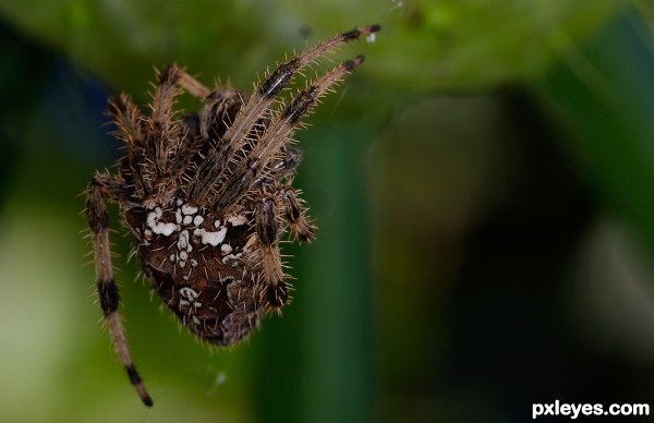 Araneus diadematus