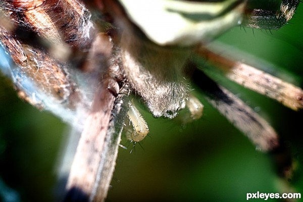 Argiope bruennichi