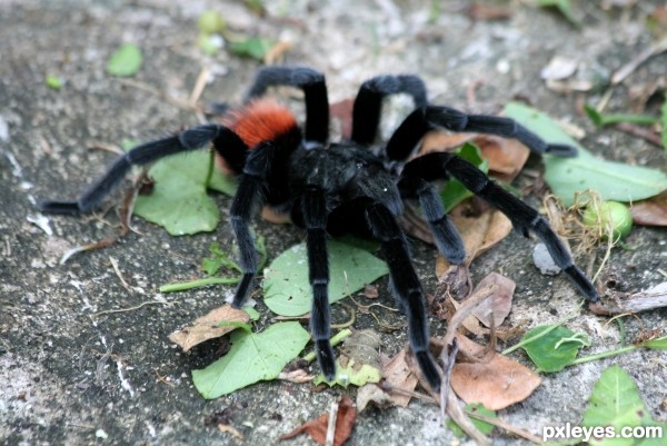 Back yard traveler