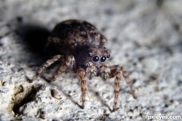 Jumping Wolf Spider