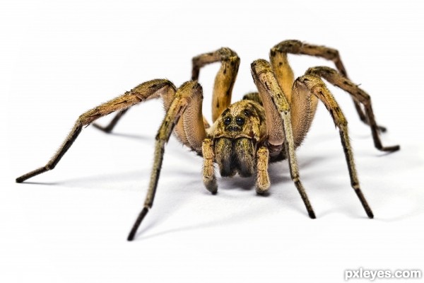 Wolf Spider