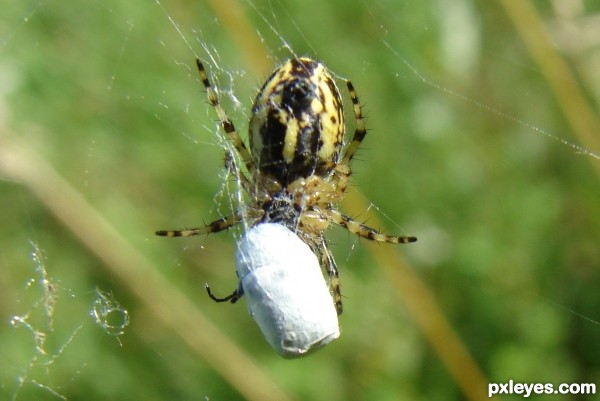 spider and egg bag