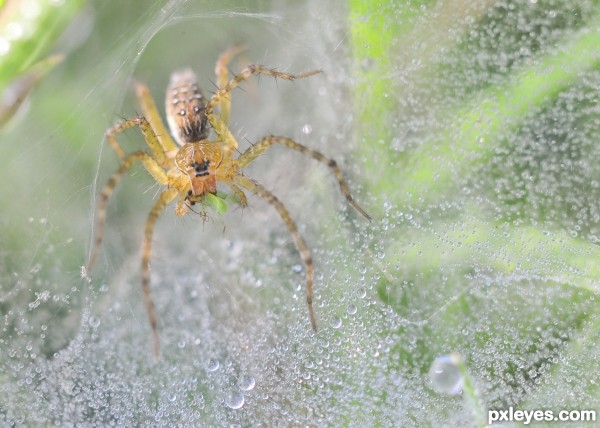 wet web...