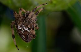 Araneus diadematus