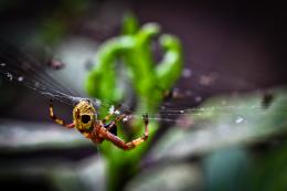 Hanging on the Web